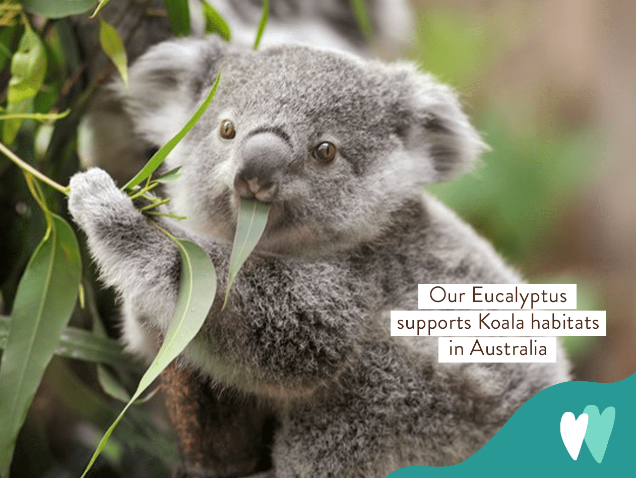 Eucalyptus Remedy Plant-Based Shampoo & Wash - 16oz