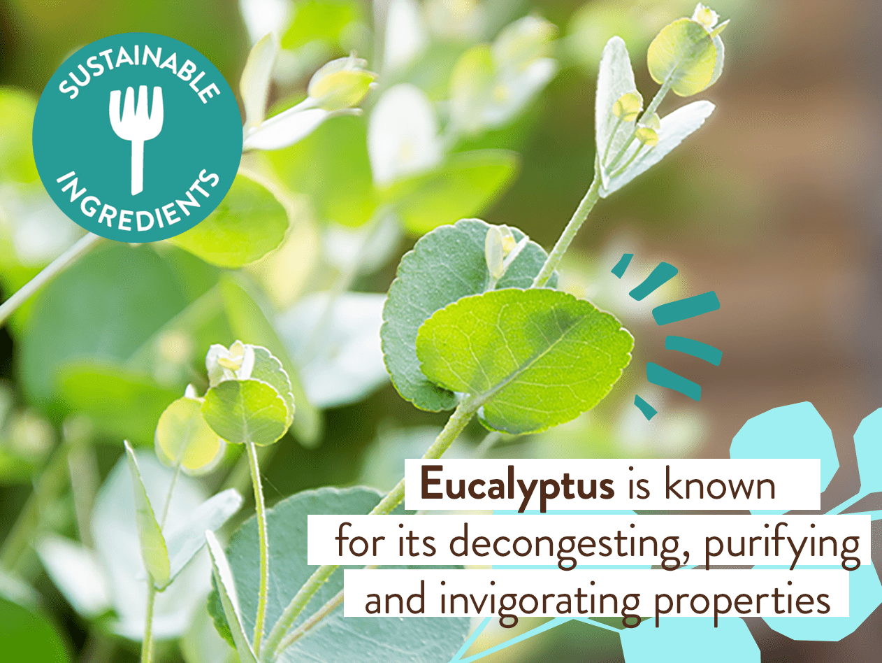 Eucalyptus Remedy Plant-Based Shampoo & Wash - 16oz