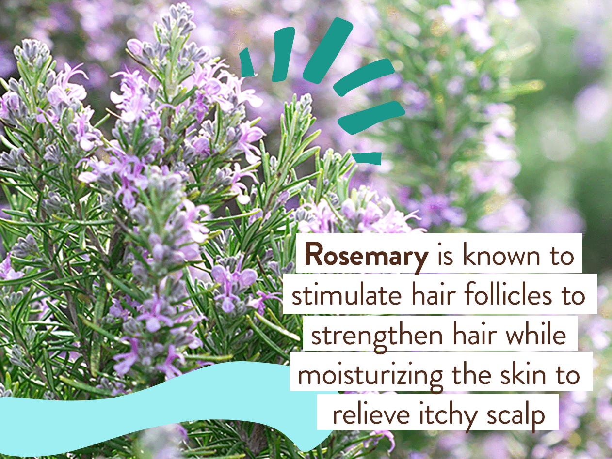 Eucalyptus Remedy Plant-Based Shampoo & Wash - 16oz