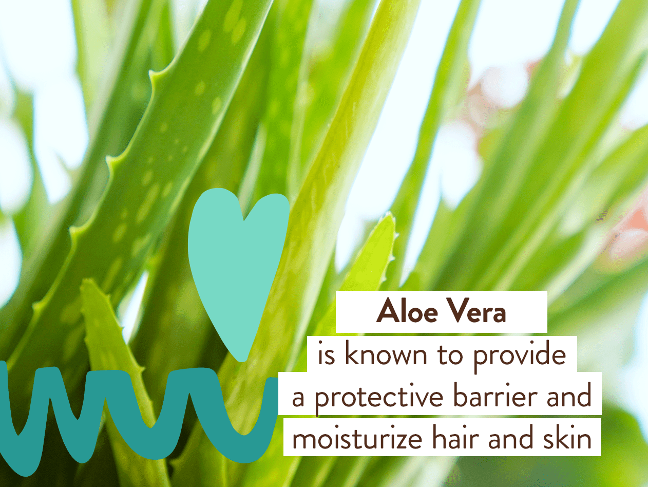 Eucalyptus Remedy Plant-Based Shampoo & Wash - 16oz