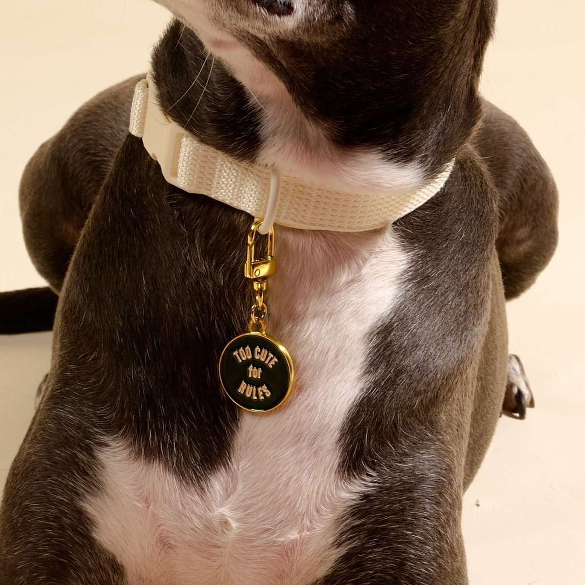 Pet Collar Charm - Too Cute for Rules